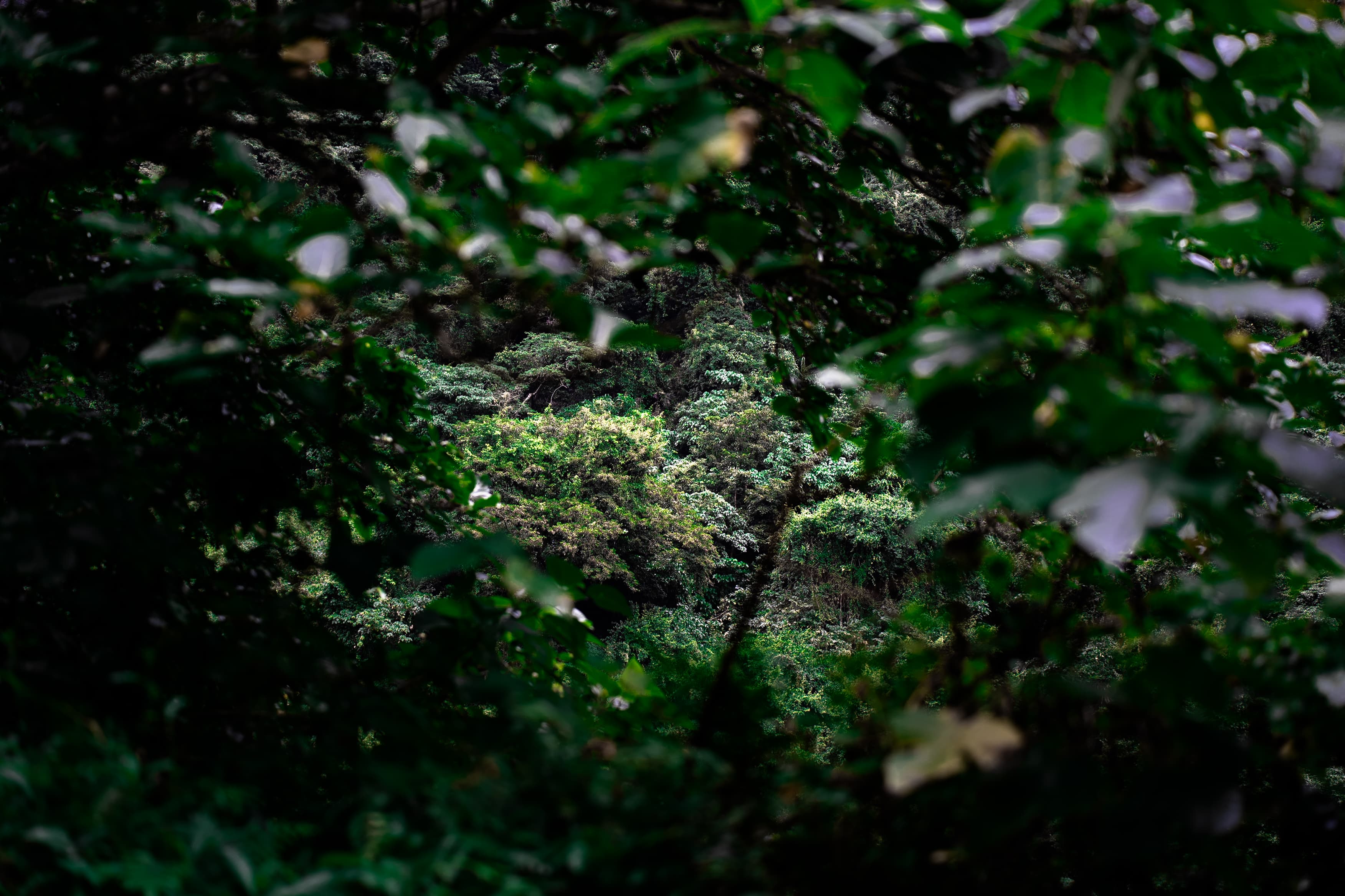 Sunlight through a dense forest canopy
