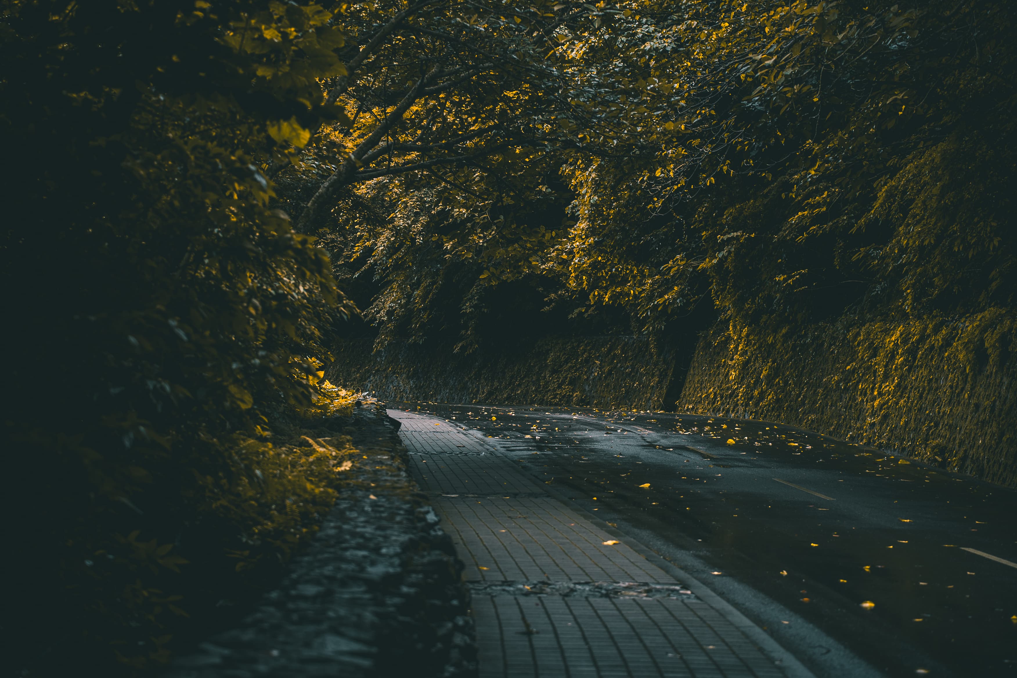 Wet mountain road curving through forest canopy